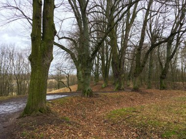 Sonbahar ormanında yol. Sonbahar manzarası. Çıplak ağaçlar. Çek Cumhuriyeti.
