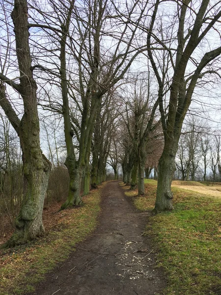 Weg Het Herfstbos Herfstlandschap Zware Bomen Tsjechische Republiek — Stockfoto