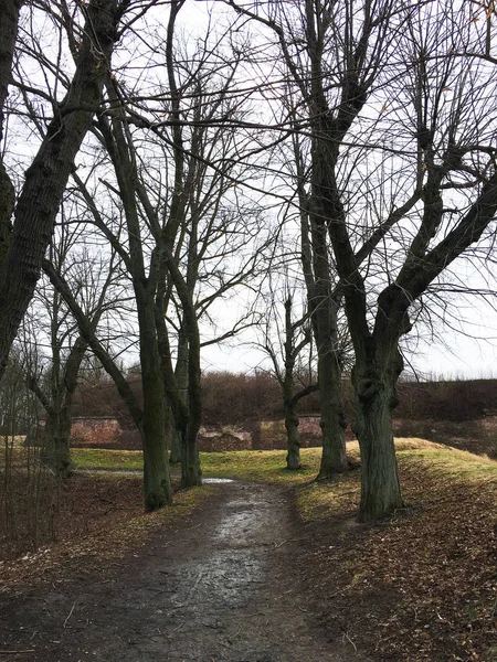 Weg Het Herfstbos Herfstlandschap Zware Bomen Tsjechische Republiek — Stockfoto