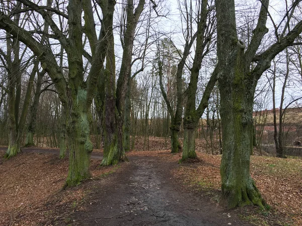 Weg Het Herfstbos Herfstlandschap Zware Bomen Tsjechische Republiek — Stockfoto