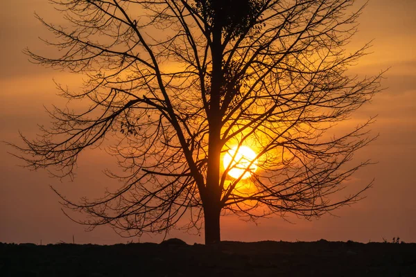 Magiczne Słońce Wschodzące Drzewem Tle Jest Złote Niebo — Zdjęcie stockowe