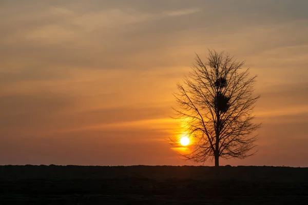 Волшебное Солнце Деревом Заднем Плане Золотое Небо Золотой Час — стоковое фото