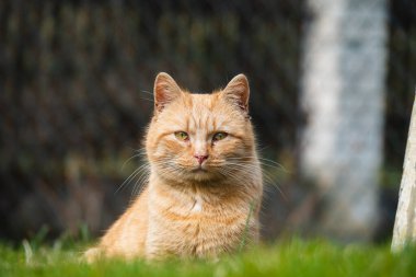 Kedi taze yeşil ot yiyor. Kedi otu, evcil ot. Doğal tüy yumağı tedavisi, taze ot yiyen beyaz, kırmızı kedi, yeşil yulaf, duygusal olarak kopya alanı, evcil hayvan sağlığı kavramı..