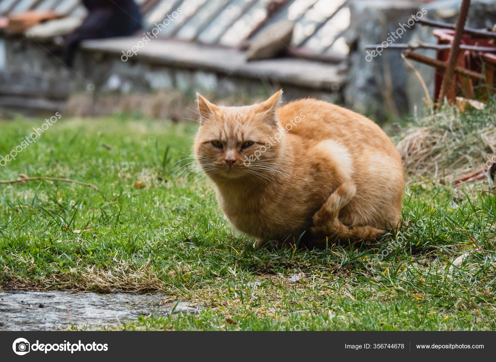 Chat Mange Herbe Verte Fraiche Herbe Chat Herbe Pour Animaux Image Libre De Droit Par Vojtech Mares C Chat Mange Herbe Verte Fraiche Herbe Chat Herbe Pour Animaux Image Libre De Droit Par Vojtech Mares C