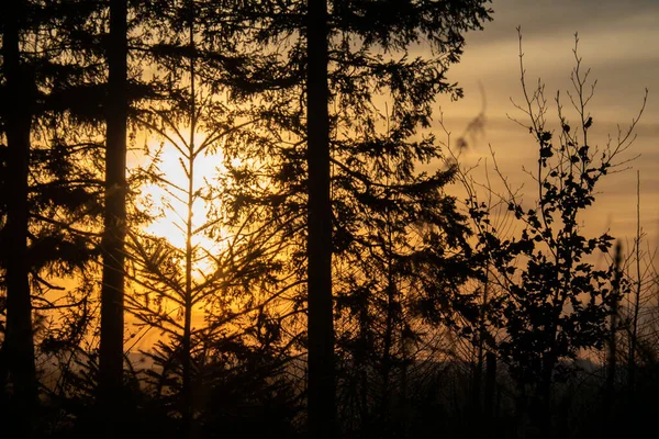 Magisk Soluppgång Sol Bakom Trädet Det Finns Gyllene Himmel Bakgrunden — Stockfoto