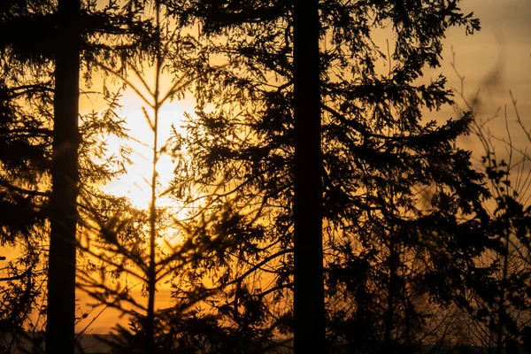 Волшебное Солнце Деревом Заднем Плане Золотое Небо Тёмные Облака Небе — стоковое фото