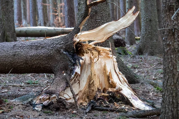 Sztorm Uszkodzony Upadłe Drzewa Lesie Burzy — Zdjęcie stockowe