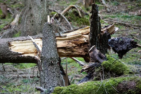 Sztorm Uszkodzony Upadłe Drzewa Lesie Burzy — Zdjęcie stockowe