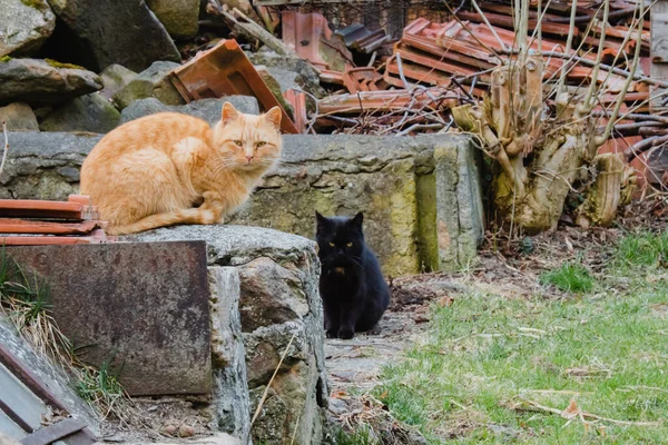 Siamese Black Cats Autumn Sitting Garden — Stock Photo, Image