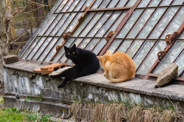 Gatos Siameses Negros Otoño Sentados Afuera Jardín — Foto de Stock