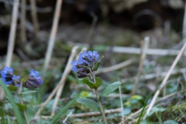 Ahşap menekşe Viola kokulu veya tatlı menekşe, İngiliz menekşesi, Avrupa 'ya özgü yaygın veya bahçe menekşesi, kokulu çiçekler ve kalp şeklinde yaprak ile uzun ömürlü dayanıklı otçul çiçekleri..