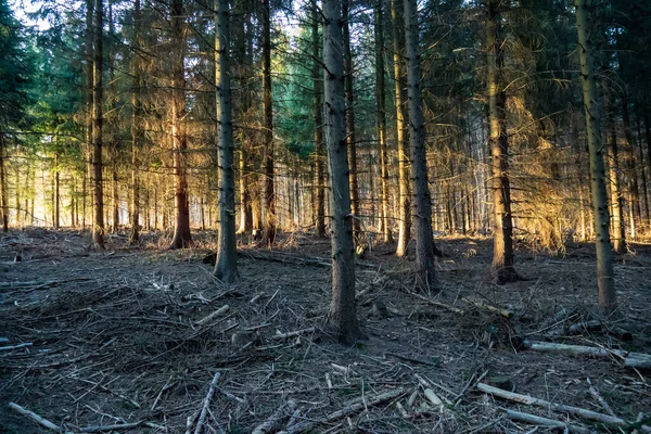 Goldfarbenes Sonnenlicht Das Durch Die Oktober Blätter Adirondack Schierlingswald Fällt — Stockfoto