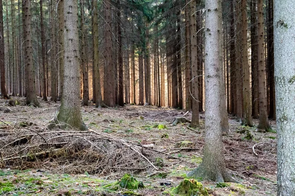 Goldfarbenes Sonnenlicht Das Durch Die Oktober Blätter Adirondack Schierlingswald Fällt — Stockfoto