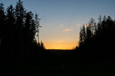 Ağacın arkasında büyülü gündoğumu güneşi. Arka planda altın bir gökyüzü var. Gökyüzündeki kara bulutlar.
