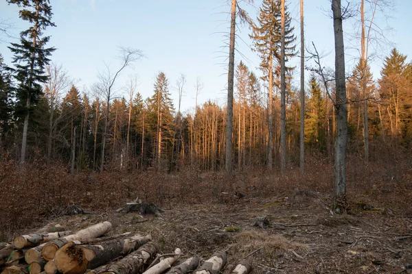 Goldfarbenes Sonnenlicht Das Durch Die Oktober Blätter Adirondack Schierlingswald Fällt — Stockfoto