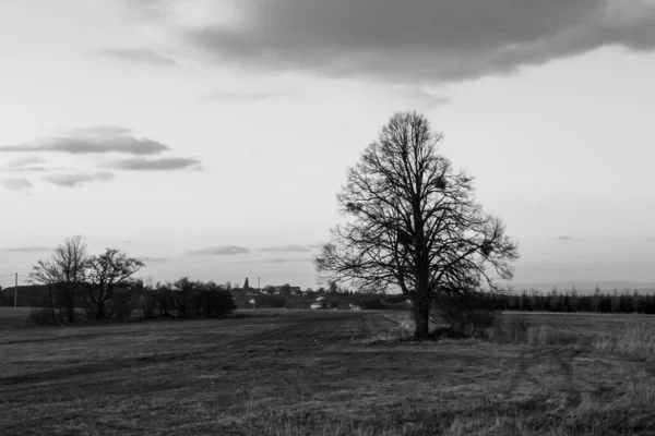 Abstract Black White Landscape Lonely Tree — Stock Photo, Image