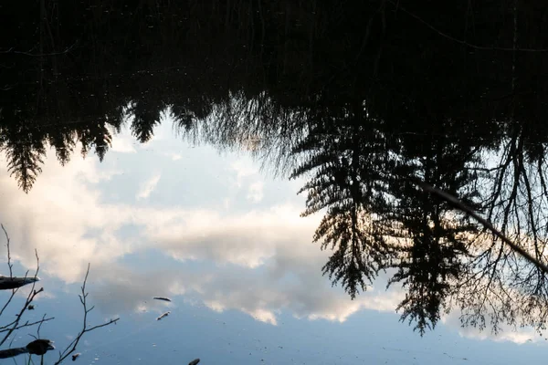 Mostrando Bosque Coníferas Otoño Agua Lago República Checa — Foto de Stock