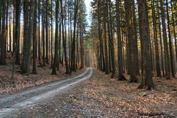 Wanderweg Und Sonnenuntergang Wunderschönen Waldpanorama Inspirierende Sommerlandschaft Wald Fuß Oder — Stockfoto