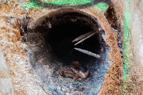 Von Borkenkäfern Beschädigter Alter Eichenstamm Mit Loch Inneren Durch Termiten — Stockfoto