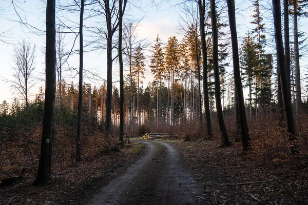 Wanderweg Und Sonnenuntergang Wunderschönen Waldpanorama Inspirierende Sommerlandschaft Wald Fuß Oder — Stockfoto