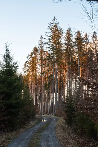 Wanderweg Und Sonnenuntergang Wunderschönen Waldpanorama Inspirierende Sommerlandschaft Wald Fuß Oder — Stockfoto