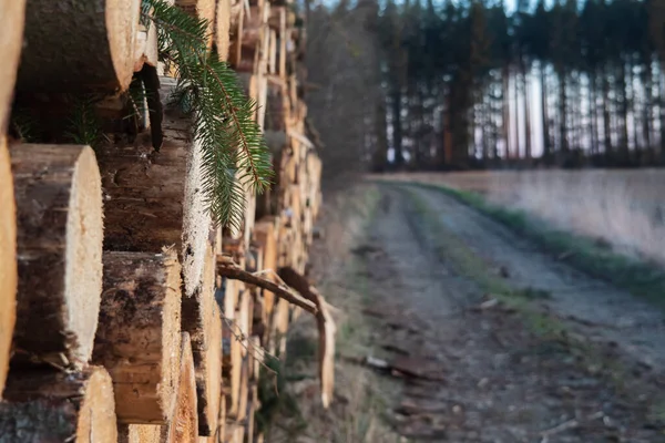 Die Straße Durch Die Gefällten Bäume Baumfällungen Großen Stil Detail — Stockfoto