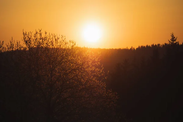 Дерево Против Заходящего Солнца Пейзаж Кровавым Закатом Местность Южной Европе — стоковое фото