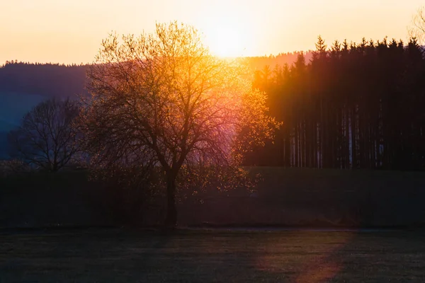 Träd Mot Solnedgången Landskap Med Jävla Solnedgång Terrängen Södra Europa — Stockfoto