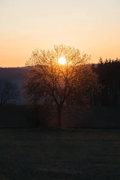 Träd Mot Solnedgången Landskap Med Jävla Solnedgång Terrängen Södra Europa — Stockfoto