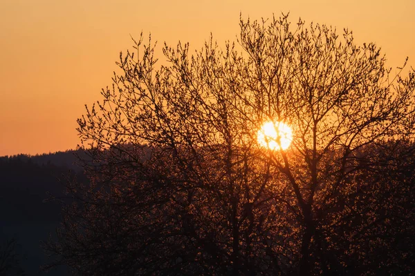 Träd Mot Solnedgången Landskap Med Jävla Solnedgång Terrängen Södra Europa — Stockfoto