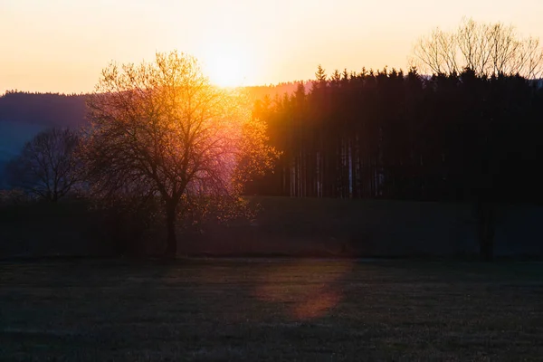 Träd Mot Solnedgången Landskap Med Jävla Solnedgång Terrängen Södra Europa — Stockfoto