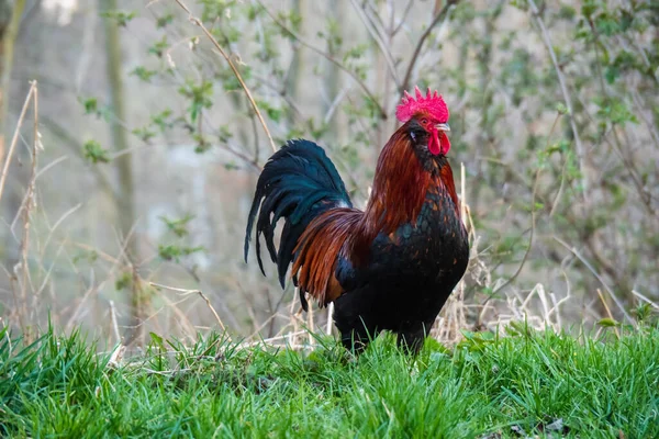 Coq Marans Brun Rouge Avec Belles Plumes Dresse Sur Une — Photo