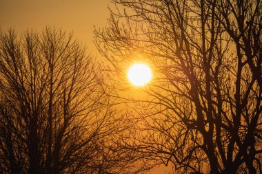 Gün batımına karşı ağaç. Kanlı gün batımı manzarası. Güney Avrupa 'daki arazi. Trajik kasvetli gökyüzü. Mor-mor bulutlar.