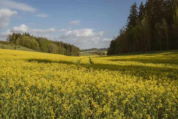 Gul Våldtar Blommor Och Blå Himmel Med Moln Ukraina Europa — Stockfoto