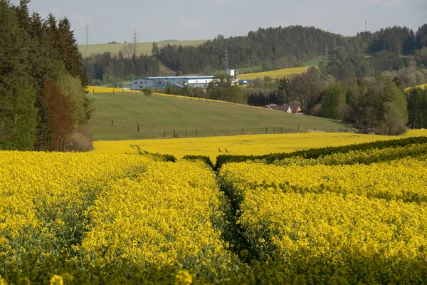 Gul Våldtar Blommor Och Blå Himmel Med Moln Ukraina Europa — Stockfoto