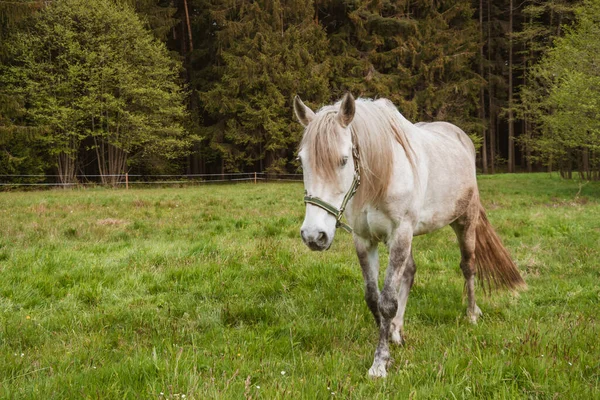 大きな白い馬を閉じます 馬のフィールドには 彼の左にいくつかの木を背景に傾斜に立っている 馬は草の方へ絵の右側を見ている — ストック写真