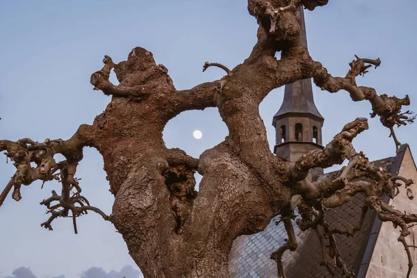 Catholic Church Golden Domes Viewed Bare Tree Branches Evening Sky — Stock Photo, Image