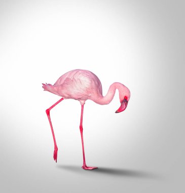 Gri arkaplanda izole edilmiş pembe flamingo