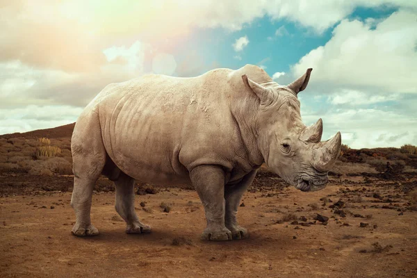 White Rhino Rhinoceros Grazing Open Field South Africa — Stock Photo, Image