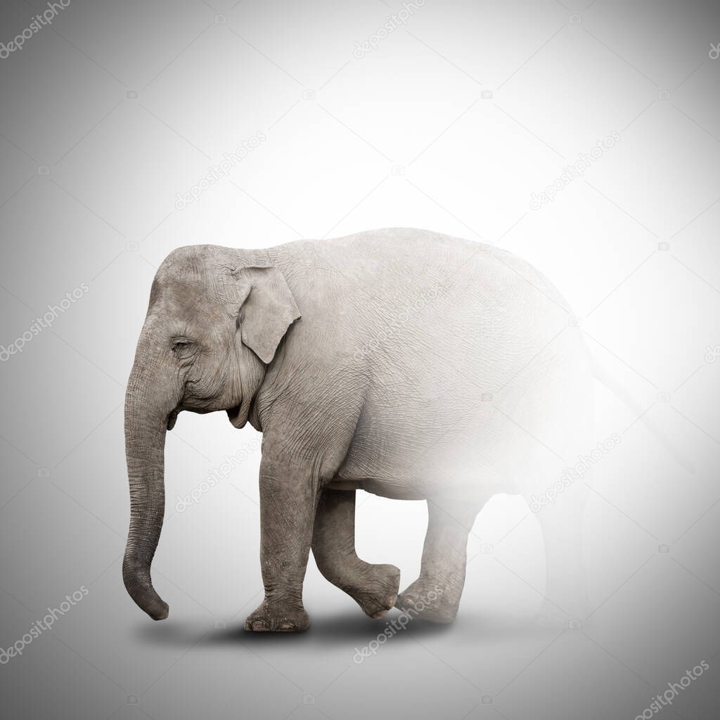 Elephant coming out of the fog. Elephant half invisible isolated on grey background
