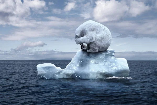 Calentamiento Global Cambio Climático Oso Llora Cerrando Rostro Con Sus — Foto de Stock