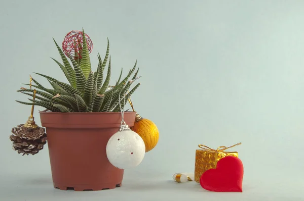 Mavi arka planda bir saksı bitki (haworthia) bulunur, bir Noel ağacı gibi süslenmiştir.