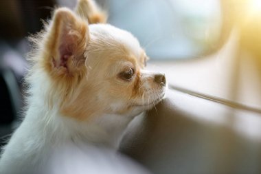 Sahibi pencereden bekliyorum Chiwawa