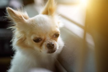 Sahibi pencereden bekliyorum Chiwawa