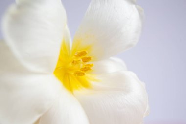 Mor arka planda şeftali rengi ipek kurdeleli beyaz ve pembe laleler. Beyaz çiçekler. Makro görüntü. Mesaj için yer. Tebrik kartı. Anneler Günü.