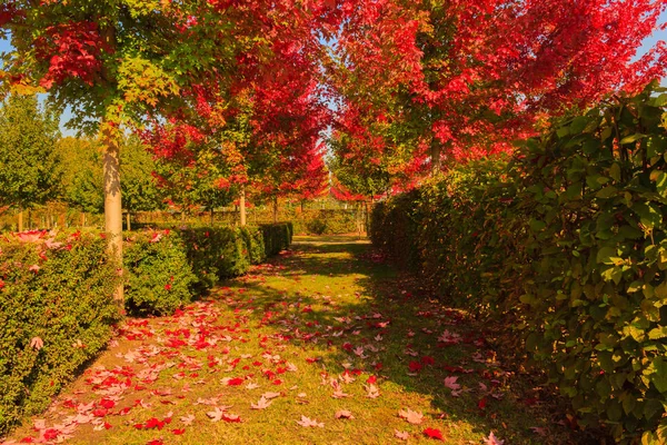 Chromatyczne magią jesieni — Zdjęcie stockowe