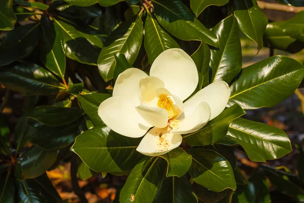magnolia grandiflora onun tabanca ile beyaz çiçek Close-up