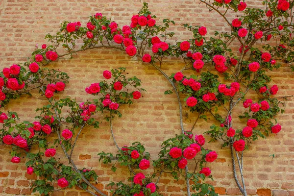 Eine Rose klettert auf eine Ziegelwand — Stockfoto