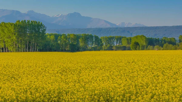 Un campo de flores de colza amarillas iluminadas por el sol Imagen de archivo