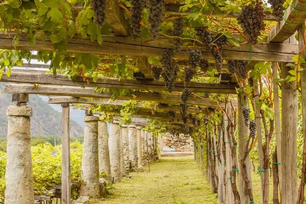 Carema, Piedmont, İtalya üzüm bağları tipik tarım mimarisi